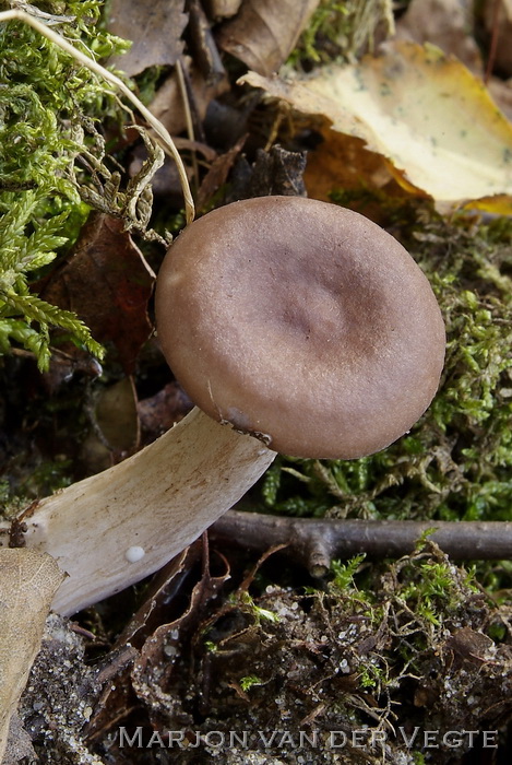 Roodgrijze melkzwam - Lactarius vietus